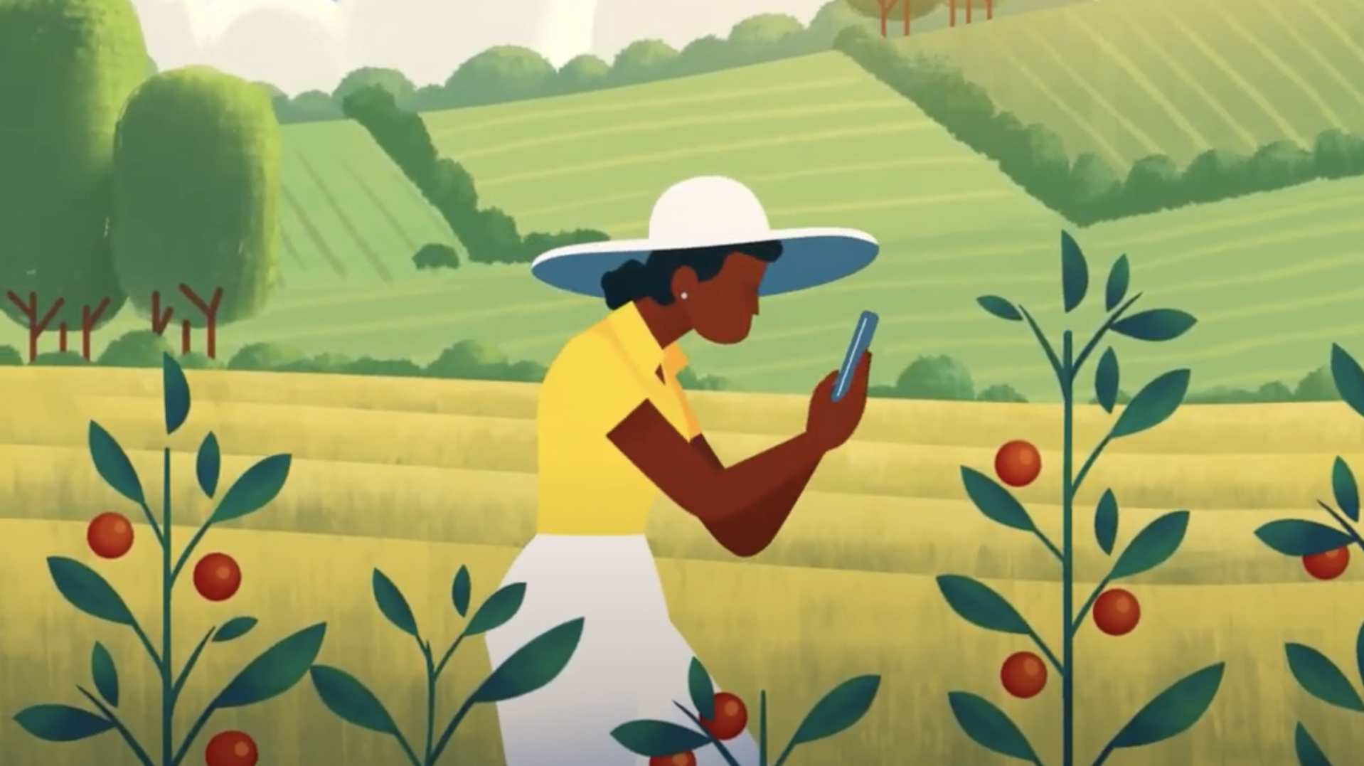 A grower using a phone to inspect plants